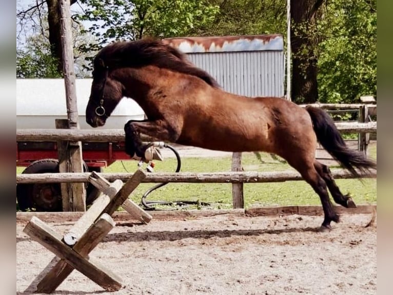Islandpferd Wallach 15 Jahre 141 cm Rappe in Ellerbek