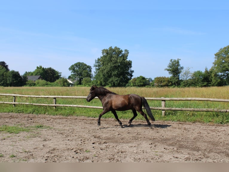 Islandpferd Wallach 15 Jahre 141 cm Rappe in Ellerbek