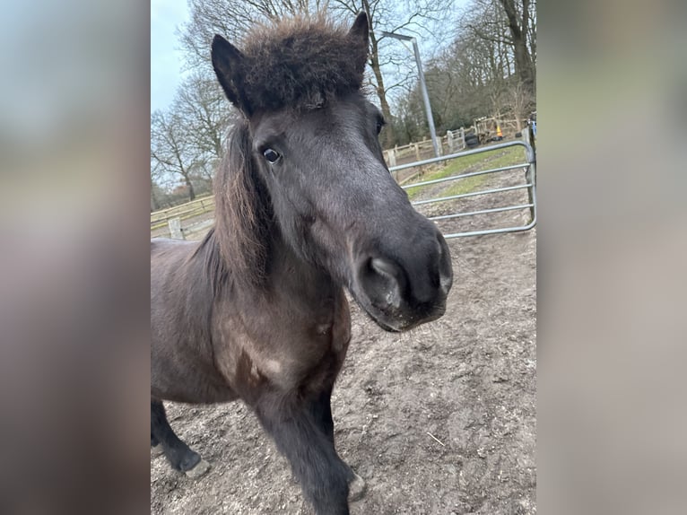 Islandpferd Wallach 15 Jahre 141 cm Rappe in Ellerbek