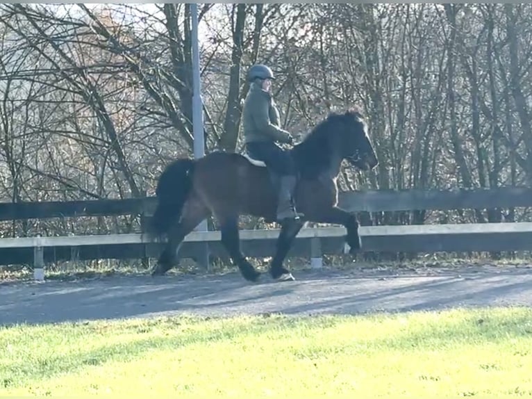 Islandpferd Wallach 15 Jahre 142 cm Brauner in Lindlar