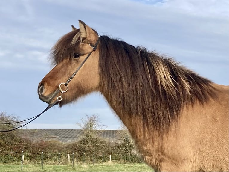 Islandpferd Wallach 15 Jahre 143 cm Falbe in Hohenfelde