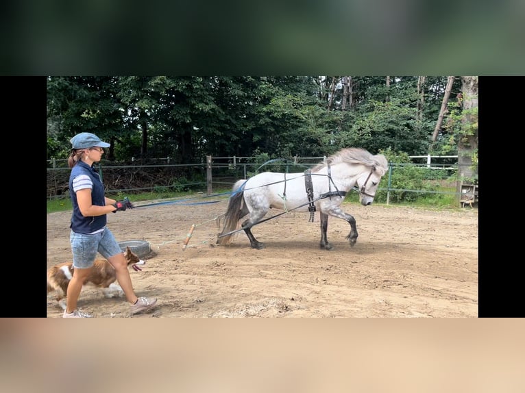 Islandpferd Wallach 15 Jahre 144 cm Apfelschimmel in Wardenburg