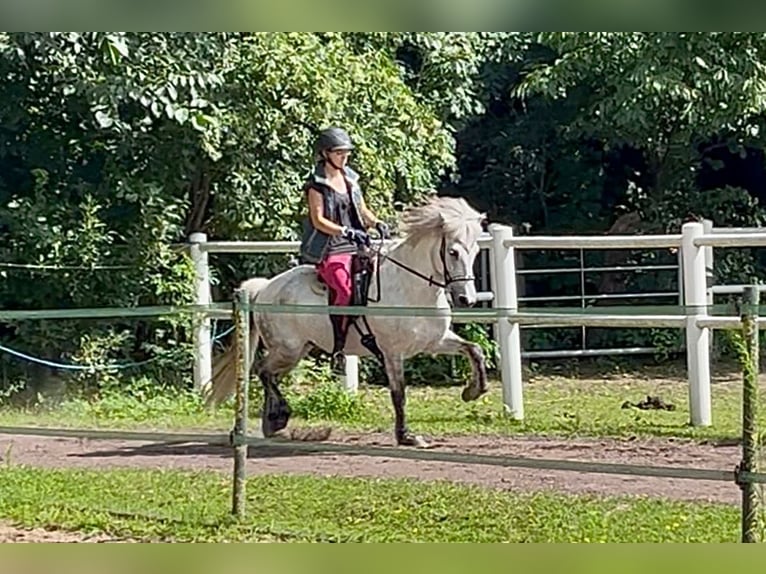 Islandpferd Wallach 15 Jahre 144 cm Apfelschimmel in Wardenburg