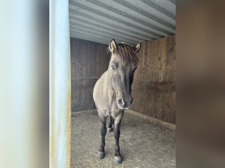 Islandpferd Wallach 15 Jahre 144 cm Falbe in Friedrichshafen