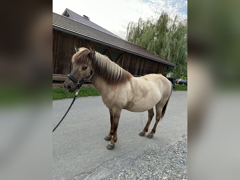 Islandpferd Wallach 15 Jahre 144 cm Falbe in Friedrichshafen