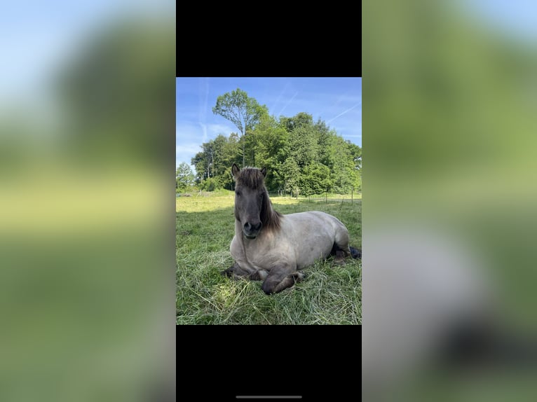 Islandpferd Wallach 15 Jahre 144 cm Falbe in Friedrichshafen