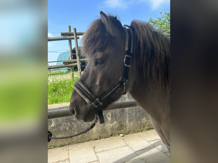Islandpferd Wallach 15 Jahre 144 cm Falbe in Friedrichshafen