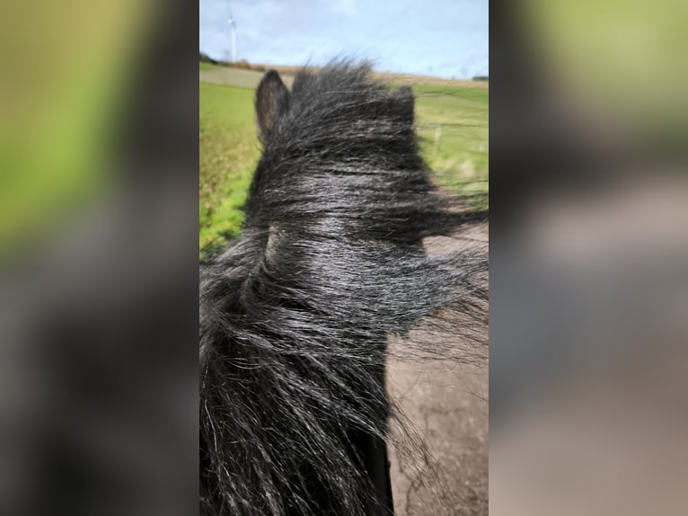 Islandpferd Wallach 15 Jahre 145 cm Rappe in Nettersheim