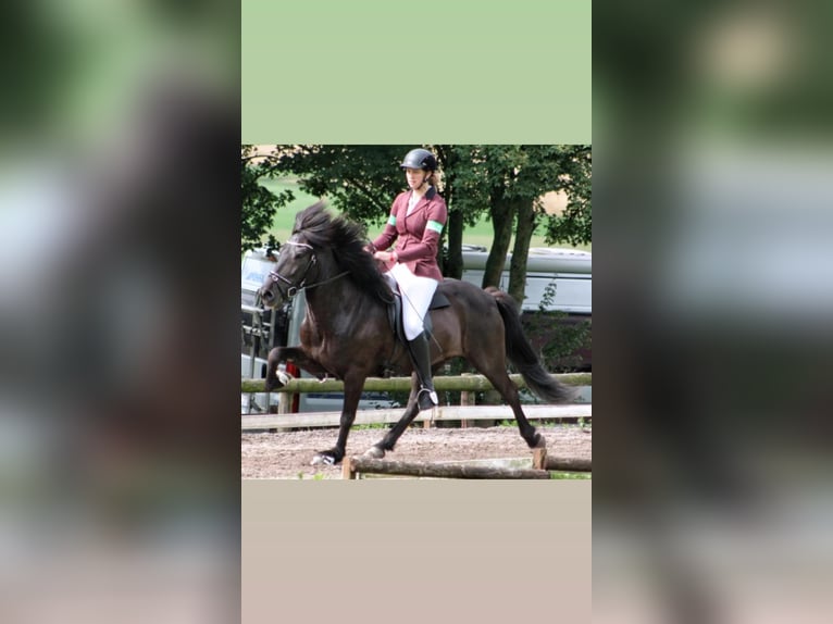 Islandpferd Wallach 15 Jahre 145 cm Rappe in Nettersheim