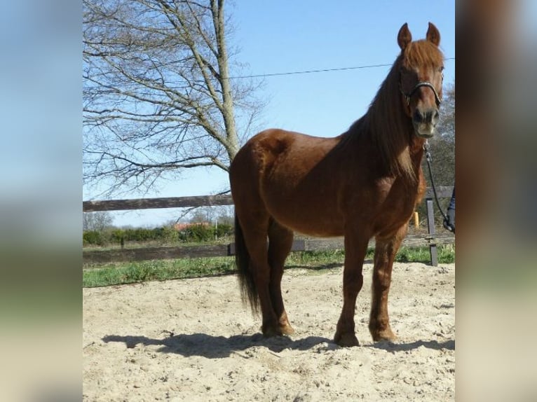 Islandpferd Mix Wallach 15 Jahre 147 cm Fuchs in Hemer
