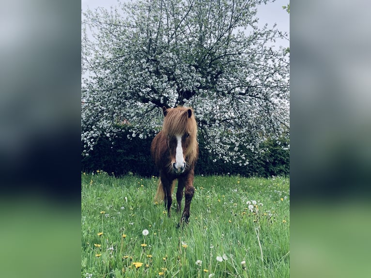Islandpferd Wallach 15 Jahre Fuchs in Ringgau
