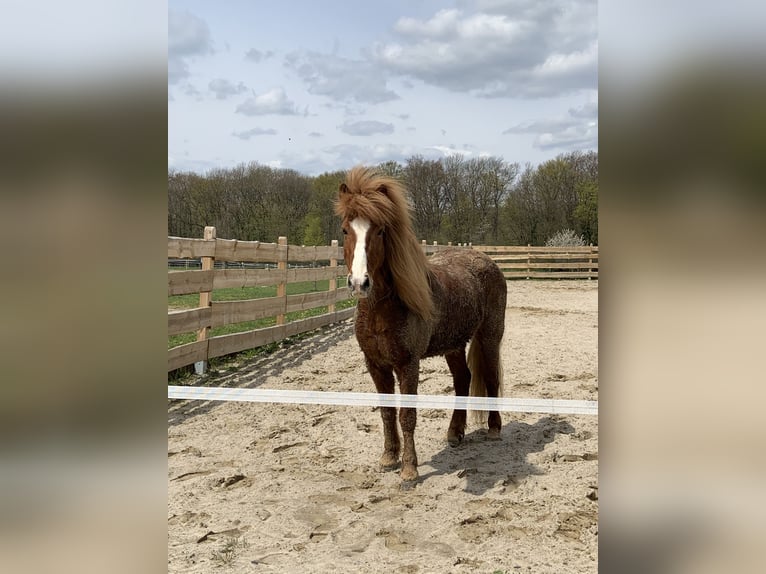 Islandpferd Wallach 15 Jahre Fuchs in Ringgau