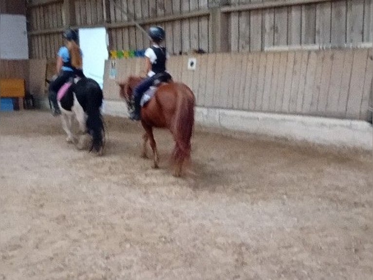 Islandpferd Wallach 16 Jahre 135 cm Fuchs in Kandel