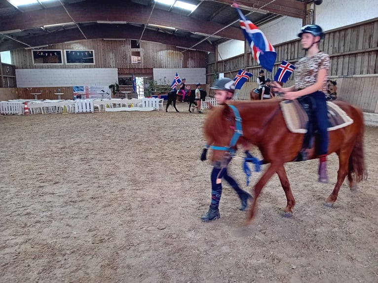 Islandpferd Wallach 16 Jahre 135 cm Fuchs in Kandel