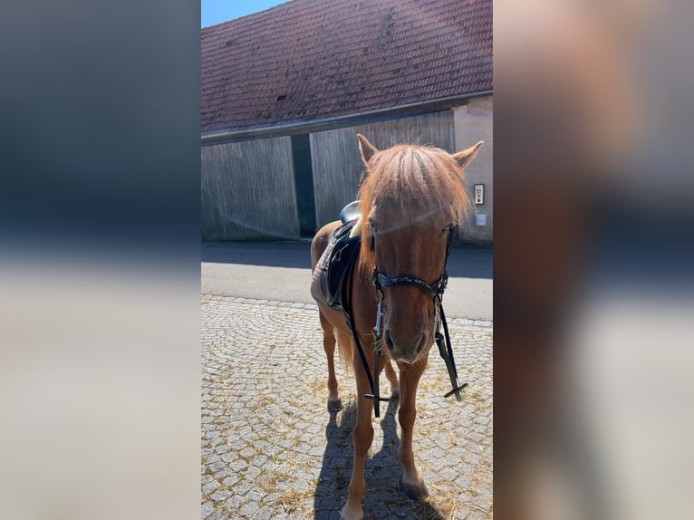 Islandpferd Wallach 16 Jahre 136 cm Fuchs in Petersaurach