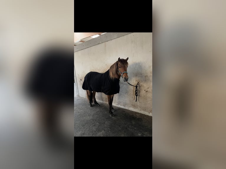 Islandpferd Wallach 16 Jahre 137 cm Brauner in Malching