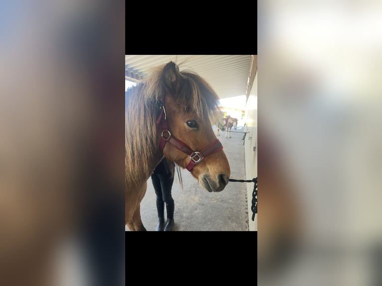 Islandpferd Wallach 16 Jahre 137 cm Brauner in Malching