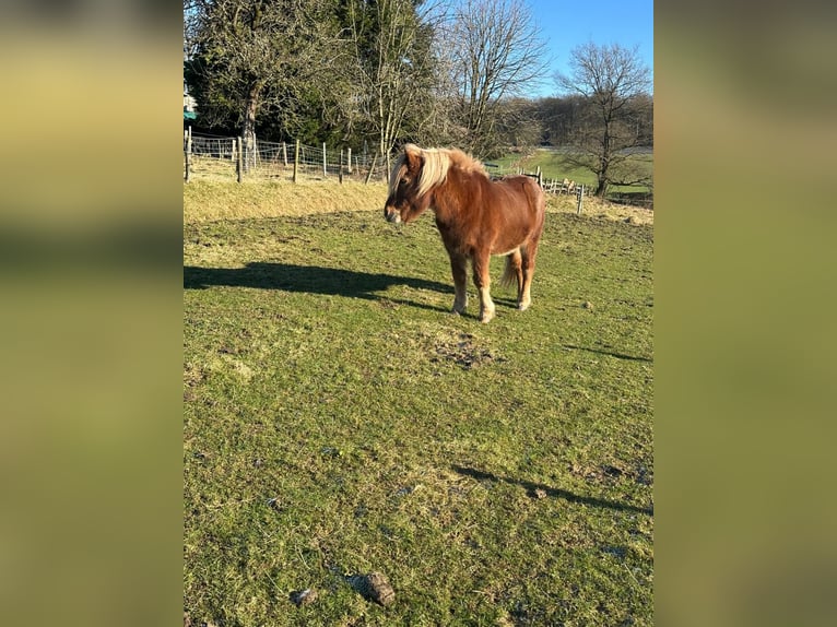 Islandpferd Wallach 16 Jahre 137 cm Fuchs in Wermelskirchen