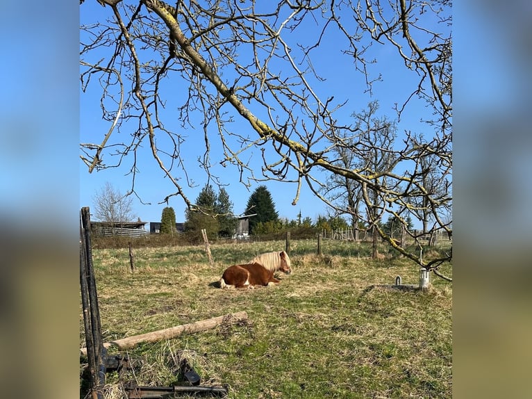 Islandpferd Wallach 16 Jahre 137 cm Fuchs in Wermelskirchen