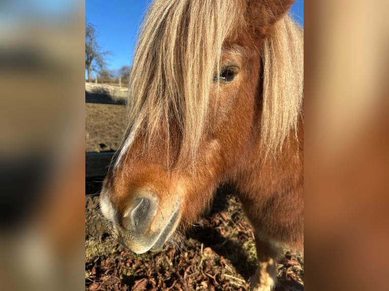 Islandpferd Wallach 16 Jahre 137 cm Fuchs in Wermelskirchen