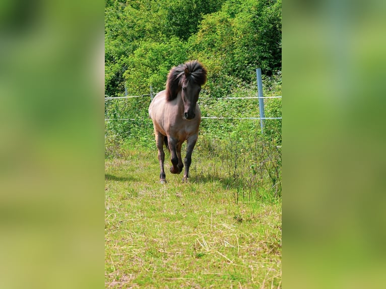 Islandpferd Wallach 16 Jahre 138 cm Falbe in Neuhemsbach