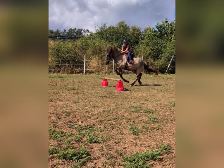 Islandpferd Wallach 16 Jahre 138 cm Falbe in Neuhemsbach
