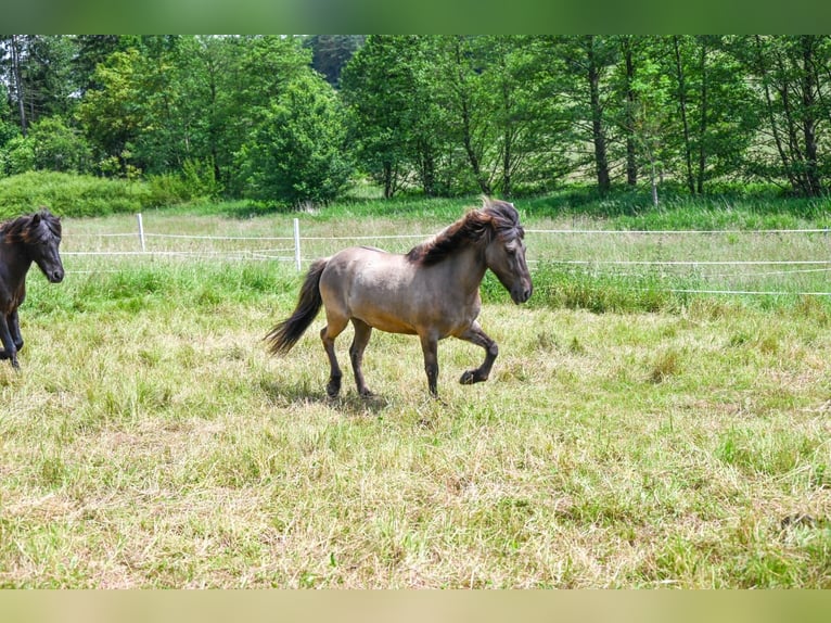 Islandpferd Wallach 16 Jahre 138 cm Falbe in Neuhemsbach