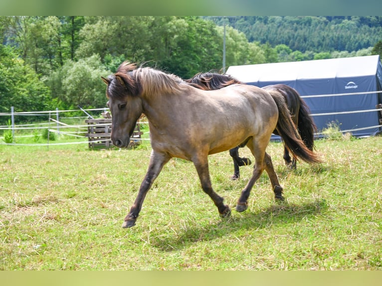 Islandpferd Wallach 16 Jahre 138 cm Falbe in Neuhemsbach