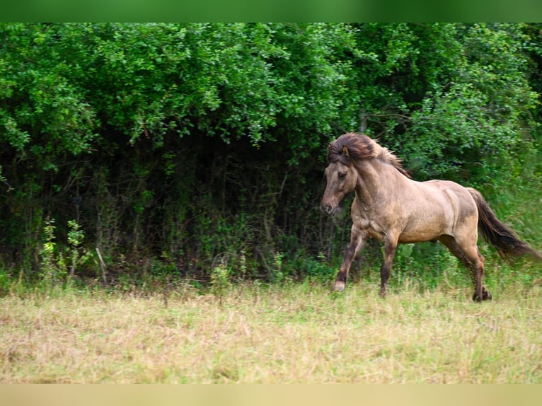 Islandpferd Wallach 16 Jahre 138 cm Falbe in Neuhemsbach