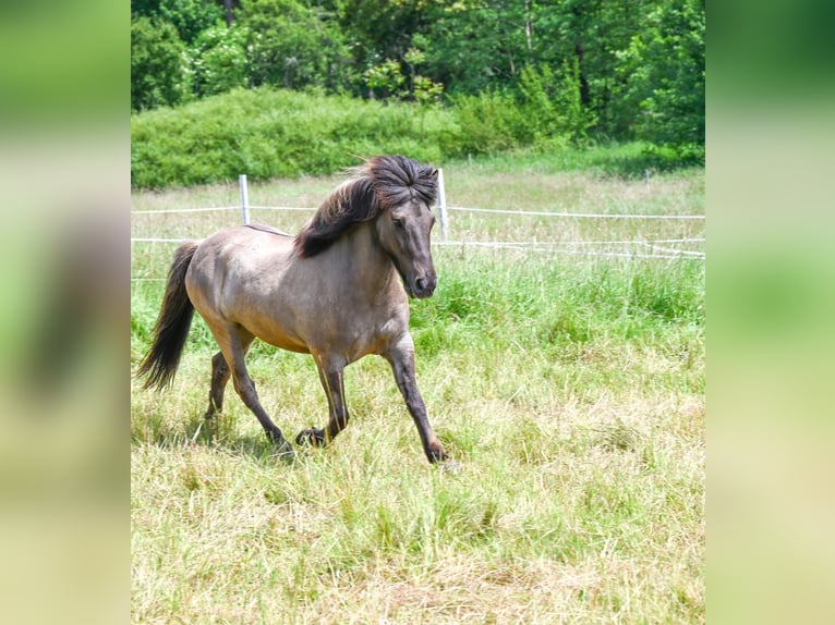 Islandpferd Wallach 16 Jahre 138 cm Falbe in Neuhemsbach
