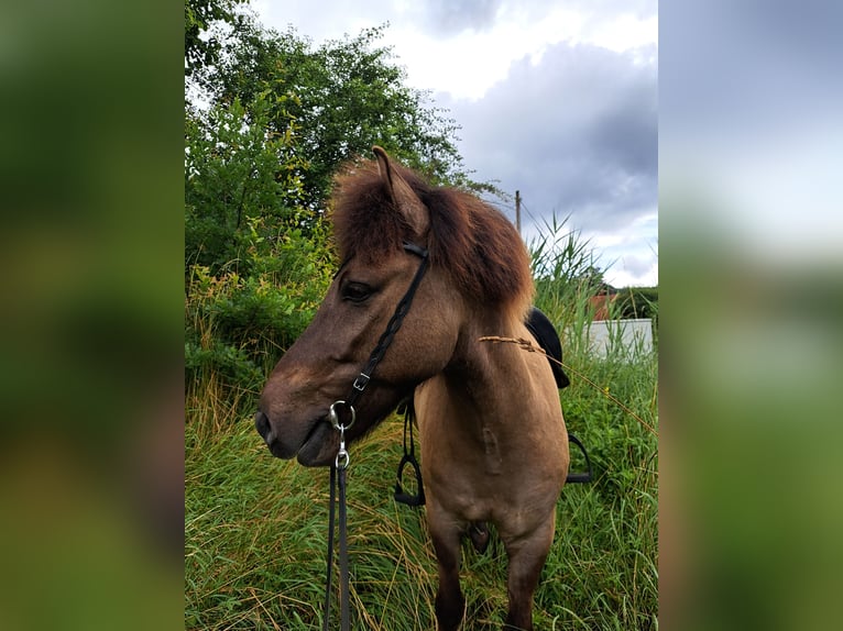 Islandpferd Wallach 16 Jahre 138 cm Falbe in Neuhemsbach