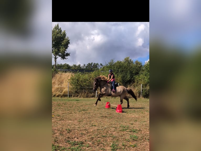 Islandpferd Wallach 16 Jahre 138 cm Falbe in Neuhemsbach
