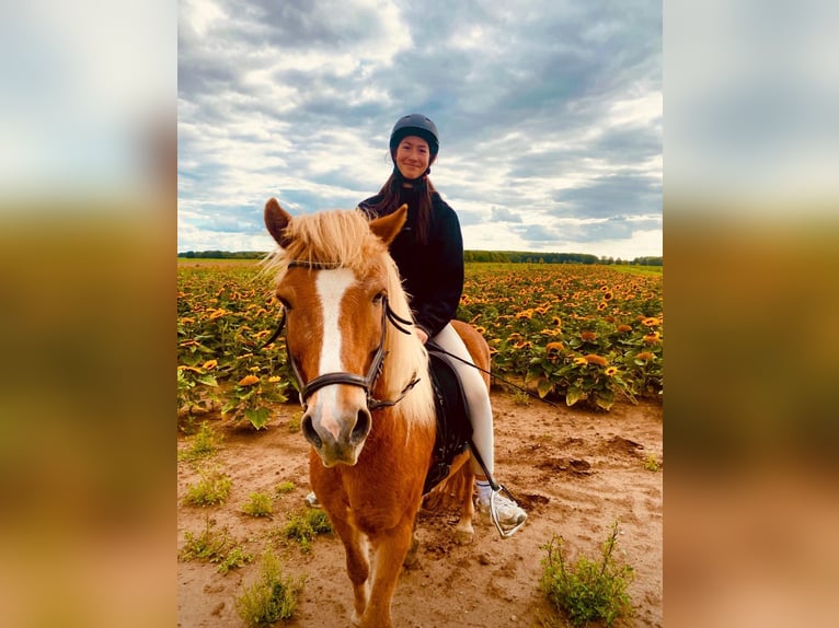 Islandpferd Wallach 16 Jahre 138 cm Fuchs in Bergheim