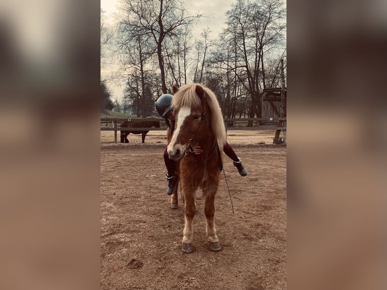 Islandpferd Wallach 16 Jahre 138 cm Fuchs in Bergheim