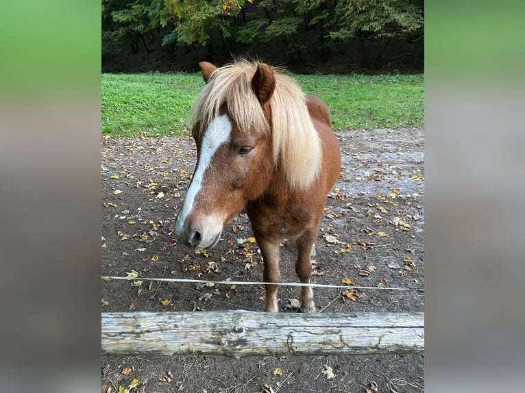 Islandpferd Wallach 16 Jahre 138 cm Fuchs in Bergheim