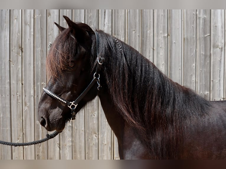Islandpferd Wallach 16 Jahre 138 cm Rappe in Badbergen