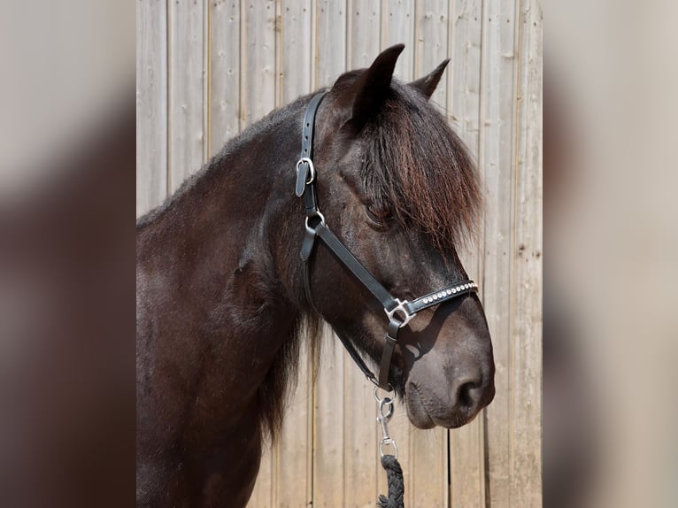 Islandpferd Wallach 16 Jahre 138 cm Rappe in Badbergen