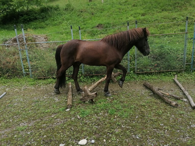 Islandpferd Wallach 16 Jahre 140 cm Dunkelbrauner in Escholzmatt