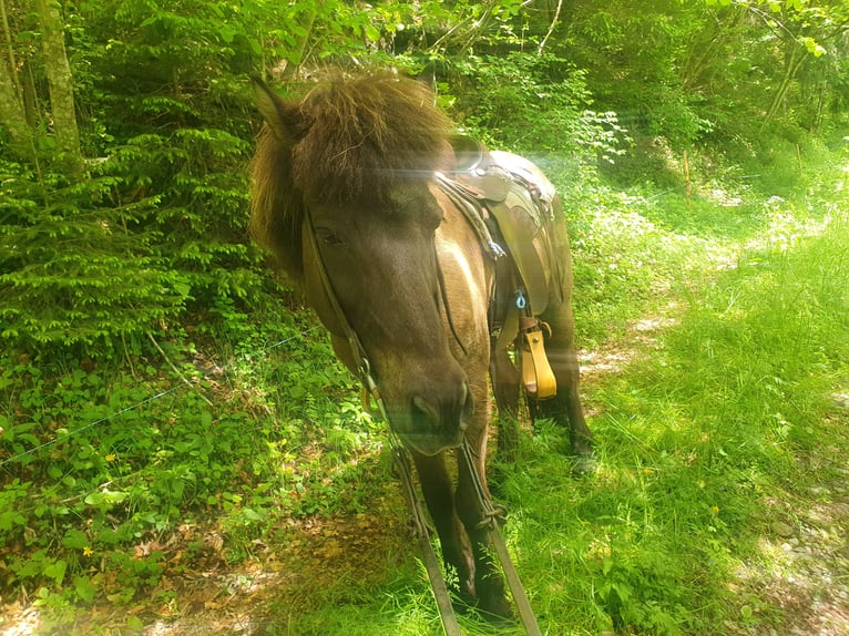 Islandpferd Wallach 16 Jahre 140 cm Dunkelbrauner in Escholzmatt