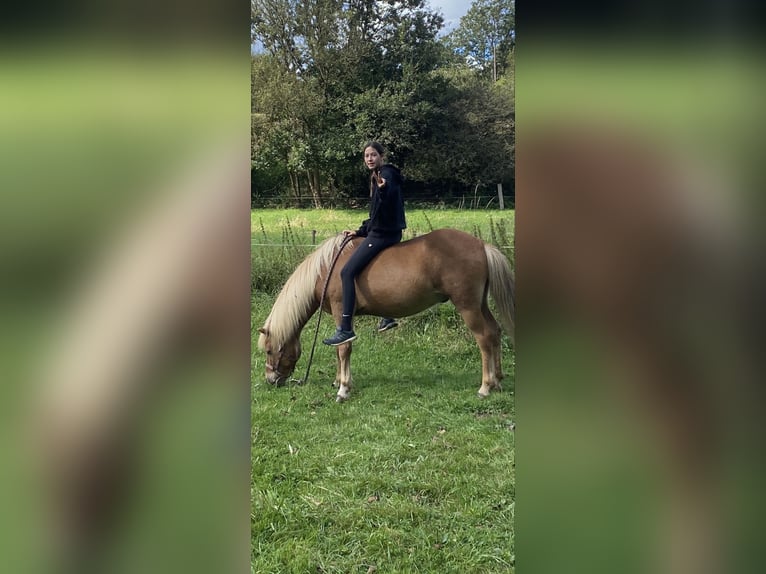 Islandpferd Wallach 16 Jahre 140 cm Fuchs in Bergheim