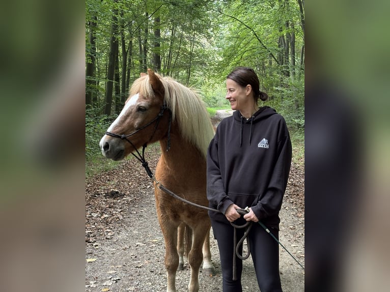 Islandpferd Wallach 16 Jahre 140 cm Fuchs in Bergheim