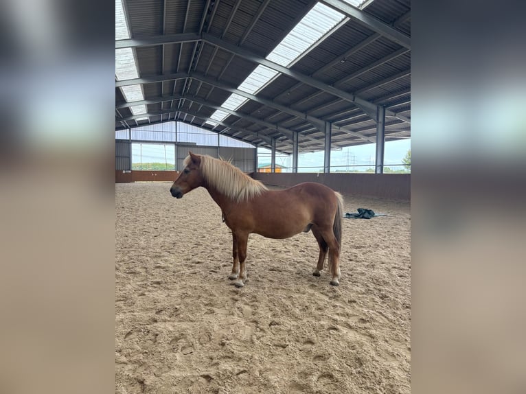 Islandpferd Wallach 16 Jahre 140 cm Fuchs in Bergheim