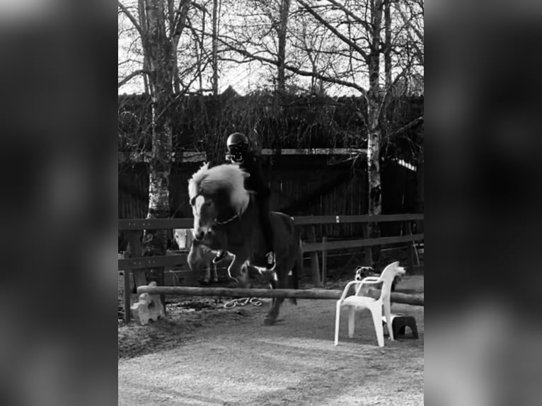 Islandpferd Wallach 16 Jahre 140 cm Fuchs in Köln