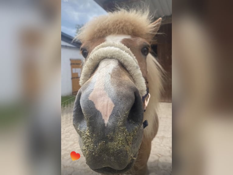 Islandpferd Wallach 16 Jahre 140 cm Fuchs in Köln