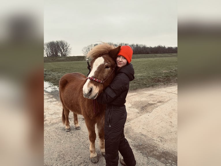 Islandpferd Wallach 16 Jahre 140 cm Fuchs in Köln