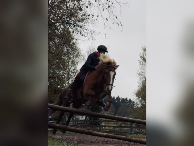 Islandpferd Wallach 16 Jahre 140 cm Fuchs in Köln