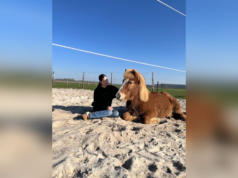 Islandpferd Wallach 16 Jahre 140 cm Fuchs in Bergheim
