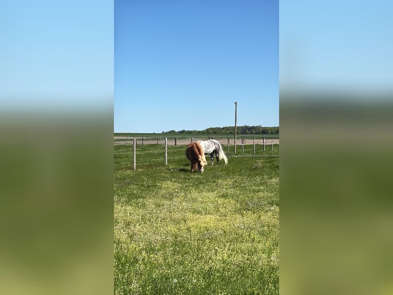 Islandpferd Wallach 16 Jahre 140 cm Fuchs in Bergheim