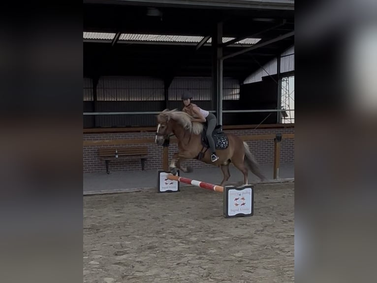 Islandpferd Wallach 16 Jahre 140 cm Fuchs in Bergheim