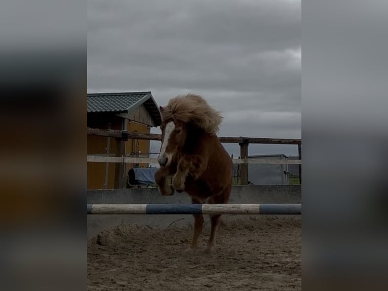 Islandpferd Wallach 16 Jahre 140 cm Fuchs in Bergheim